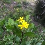 Chrysanthemoides monilifera Flor