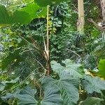 Anthurium dussii Alkat (teljes növény)