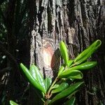Archirhodomyrtus turbinata Kéreg/szár