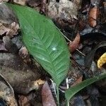 Culcasia scandens पत्ता