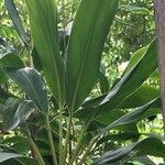 Cordyline manners-suttoniae Feuille
