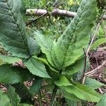 Cephalaria gigantea Blad