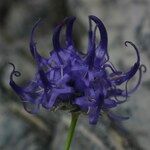 Phyteuma charmelii Floare