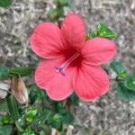 Barleria repens Floare