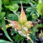 Oxytropis campestris Mbuma