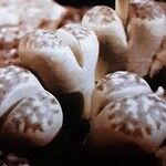 Lithops dorotheae Folha
