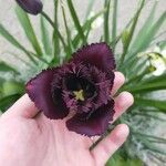 Tulipa lortetii फूल