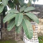 Ficus callosa 葉