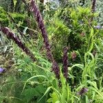 Melica altissima Цвят