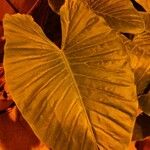 Alocasia macrorrhizos Blatt