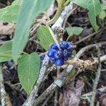 Coccocypselum hirsutum Fruit