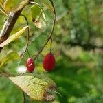 Berberis vulgaris Φρούτο