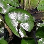 Nymphaea lotus Leaf