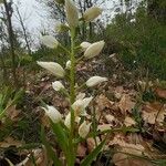 Cephalanthera longifolia 花