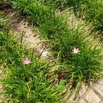 Zephyranthes rosea Blomst