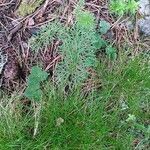 Seseli peucedanoides Hoja
