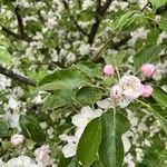 Malus sylvestris Folha