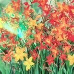 Crocosmia × crocosmiifloraFlor