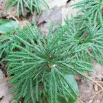 Diphasiastrum complanatum Likasa