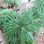 Lycopodium complanatum Feuille