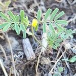 Hippocrepis biflora 整株植物