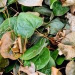 Epimedium pinnatum Leaf