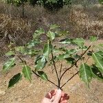 Elaeocarpus rotundifolius Habit