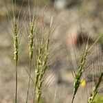 Aegilops triuncialis 葉