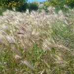 Calamagrostis canescens পাতা