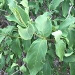 Vangueria infausta Leaf