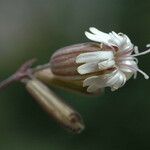 Silene douglasii Blüte