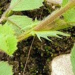 Medicago truncatula Rinde