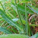 Cirsium dissectum Foglia