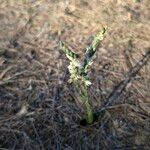 Spiranthes spiralis Hábito