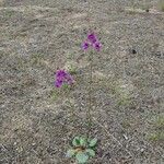 Verbascum phoeniceumFlower