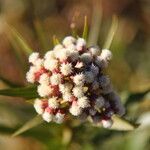 Baccharis salicina Çiçek