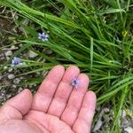 Sisyrinchium angustifoliumFleur