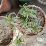 Ruellia simplex पत्ता