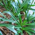 Agapanthus africanus Leaf