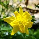 Aquilegia chrysantha Λουλούδι