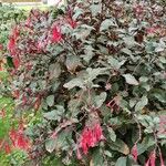 Fuchsia triphylla عادت داشتن