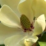 Magnolia obovata Kvet