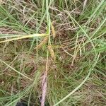 Carex acutiformis Fruto