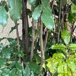 Leea guineensis 樹皮