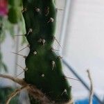 Opuntia maximaপাতা