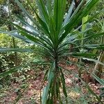Dracaena steudneri Blatt