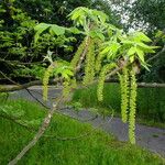 Juglans mandshurica Leaf