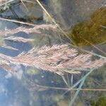 Calamagrostis pseudophragmites Fleur