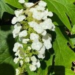 Hydrangea quercifoliaVirág