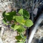 Lantana grisebachii 葉